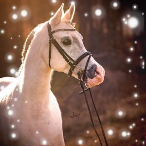 Meet your Posher, Laurel